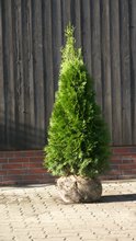 Thuja occidentalis `Smaragd`